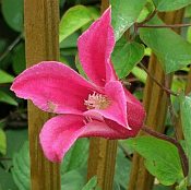 Clematis tex.'Princess Diana' 175 Clematis tex.'Princess Diana' 175