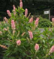 Clethra a. 'Ruby Spice' 175 Clethra a. 'Ruby Spice' 175
