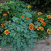Coreopsis Dy Bk and Corydalis semp 175 Coreopsis Dy Bk and Corydalis semp 175