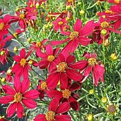 Coreopsis Red Satin Coreopsis Red Satin
