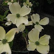Cornus Cherokee Princess 175 Cornus Cherokee Princess 175