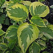 Cornus alternifolia 'Golden Shadows' 175 sharpened Cornus alternifolia 'Golden Shadows' 175 sharpened