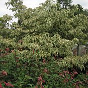 Cornus k Wolf Eyes 175 Cornus k Wolf Eyes 175