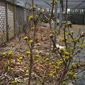 Cornus mas Golden Glory 175 Cornus mas Golden Glory 175