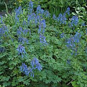 Corydalis elata Corydalis elata