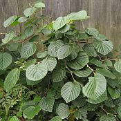 Corylopsis spicata Corylopsis spicata
