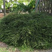 Cotoneaster h Perpusillus 175 Cotoneaster h Perpusillus 175