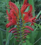 Crocosmia 'Lucifer' Crocosmia 'Lucifer'