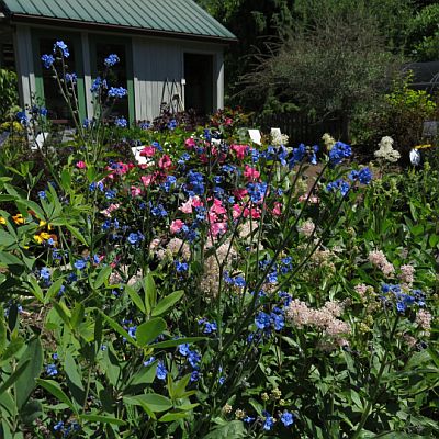 Cynoglossum amabile 400 Cynoglossum amabile 400