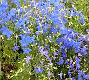 Delphinium grandiflorum 'Blue Butterfly' Delphinium grandiflorum 'Blue Butterfly'