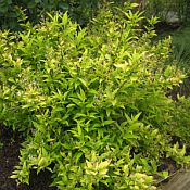 Deutzia Chardonnay Pearls 175 Deutzia Chardonnay Pearls 175