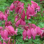 Dicentra King of Hearts175 Dicentra King of Hearts175