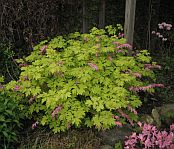 Dicentra s. 'Goldheart' Dicentra s. 'Goldheart'