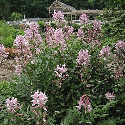 Bay State Perennial Farm Bay State Perennial Farm
