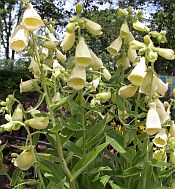 Digitalis grandiflora (ambigua) Digitalis grandiflora (ambigua)