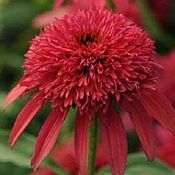 Echinacea Dbl Scoop Cranberry Echinacea Dbl Scoop Cranberry