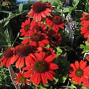 Echinacea Sombero Salsa Red 175 Echinacea Sombero Salsa Red 175