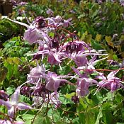 Epimedium grandiflorum Lilafee Epimedium grandiflorum Lilafee