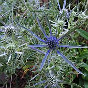 Eryngium Big Blue 175 Eryngium Big Blue 175