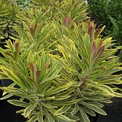Euphorbia Ascot Rainbow 2014 Euphorbia Ascot Rainbow 2014