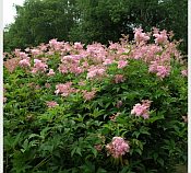 Filipendula rubra venusta 1G Filipendula rubra venusta 1G