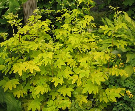 Filipendula u Aurea 450 Filipendula u Aurea 450