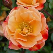 Flower Carpet Amber 175 Flower Carpet Amber 175