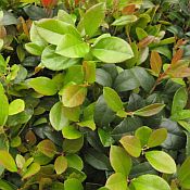 Gaultheria procumbens Gaultheria procumbens