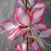 Gaura Rosyjane Gaura Rosyjane