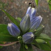 Gentiana andrewsii with bee 175 Gentiana andrewsii with bee 175