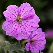 Geranium Blushing Turtle 175 Geranium Blushing Turtle 175