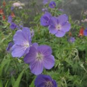 Geranium Orion 175 Geranium Orion 175