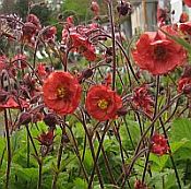 Geum Flames of Passion 175 Geum Flames of Passion 175