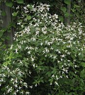 Gillenia trifoliata Gillenia trifoliata