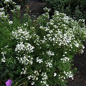 Gypsophila Summer Festiva 175 Gypsophila Summer Festiva 175
