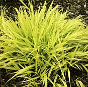 Hakonechloa macra 'All Gold' Hakonechloa macra 'All Gold'