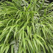 Hakonechloa macra 'Aureola' Hakonechloa macra 'Aureola'