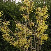 Hamamelis x Arnold Promise 175 Hamamelis x Arnold Promise 175