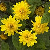 Helianthus Happy-Days 175 Helianthus Happy-Days 175