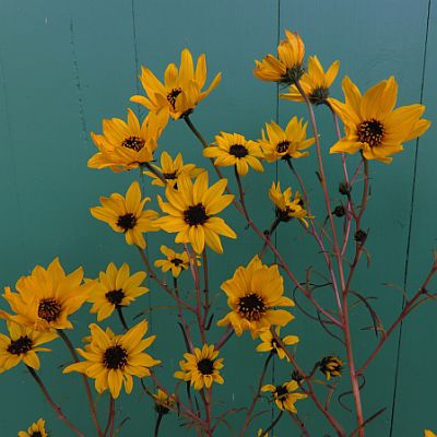 Helianthus ang Gold Lace 400 Helianthus ang Gold Lace 400