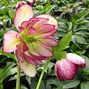 Helleborus Blushing Brides Maid 175 Helleborus Blushing Brides Maid 175