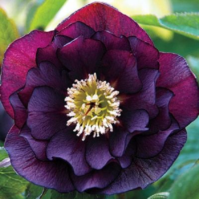 Helleborus Dark and Handsome 400 Helleborus Dark and Handsome 400