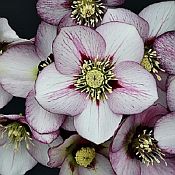 Helleborus French Kiss175 Helleborus French Kiss175
