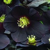 Helleborus New York Night 175 Helleborus New York Night 175
