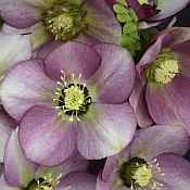 Helleborus Paris in Pk Helleborus Paris in Pk