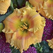 Hem Orange Smoothie 175 Hem Orange Smoothie 175