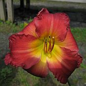 Hemerocallis Earlybird Cardinal 175 Hemerocallis Earlybird Cardinal 175