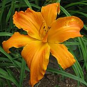 Hemerocallis Primal Scream 175 Hemerocallis Primal Scream 175