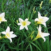Hemerocallis Serene 175 Hemerocallis Serene 175