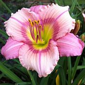 Hemerocallis Stephanie Returns 175 Hemerocallis Stephanie Returns 175